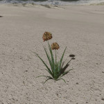 CMDR Banteay Srei, Aleoida arcus, Col 89 Sector AV-X d1-27, AB 1 a