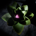 CMDR Kazahnn Drahnn, Aleoida gravis, Crescent Sector XP-O b6-0, C 2