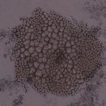 CMDR Mist0, Bacterium bullaris, Gludgoe FS-A d1-3, A 5 a