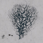 CMDR Hanna Hunter, Bacterium omentum, Eafots PS-I c23-4, 6 b