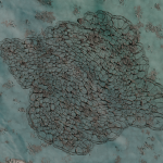 CMDR ArkannFR49 , Bacterium Vesicula, Pheia Ain FV-O b20-1 , B 7