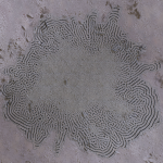 CMDR ArkannFR49 , Bacterium alcyoneum, Synuefai GU-D d13-46 , A 5 c