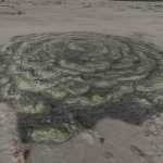 CMDR Recluso, Bacterium aurasus, Flyua Eork VV-P c21-0, 1 C