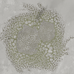 CMDR Nozdus, Bacterium bullaris, Oochoxt NP-T b9-0, 3 b