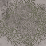 CMDR Grokwix, Bacterium bullaris, Seagull Sector KR-W c1-3 , 10 C