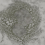 CMDR Tiberius Vaako, Bacterium bullaris, Slegeae GN-S c20-0 A4