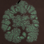 CMDR AmigatorBack, Bacterium cerbrus, Seagull Sector KC-V c2-6, 1