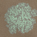 CMDR Hanna Hunter, Bacterium cerbrus, Eafots ZY-P c19-3, 1