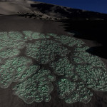 CMDR Tiberius Vaako, Bacterium cerbrus, Seagull Sector PT-Q b5-0 B4