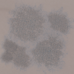 CMDR Eternity, Bacterium tela, Seagull Sector CQ-Y c1 A 3