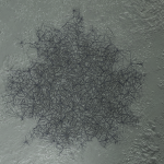 CMDR ArkannFR49, ArkannFR49, Bacterium tela, Heart Sector LT-Q b5-0, 3