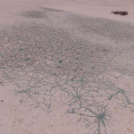 CMDR Vegassimus, Bacterium tela, Eafots MY-M c22-0, A 3 a