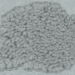 CMDR Kazahnn Drahnn, Bacterium vesicula, Seagull Sector IW-W c1-3, 6 a