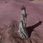 CMDR Teny Harko, Cactoida vermis, Bubble Sector DG-X c1-8, 5 b