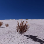 CMDR Banteay Srei, Frutexa Sponsae, Hypou Aim KT-I d9-50, 2 a