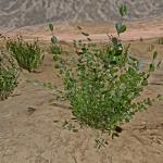 CMDR Francette, Frutexa metallicum, Flyooe Eohn OJ-X d2-24 6