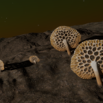 CMDR Grabulon, Osseus pumice, Cave Sector BV-X B1-0, 2