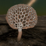 CMDR Tiberius Vaako, Osseus pumice, NGC 6871 LC-C b16-0, 1