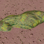 CMDR Hanna Hunter, Stratum Limaxus, Skaudai FC-B d14-48, A 10 e