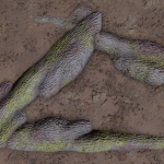 CMDR Kazahnn Drahnn, Stratum paleas, Heart Sector TY-R b4-1, A 1 a