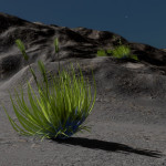 CMDR Hanna Hunter, Tussock pennata, NGC 6871 Sector KC-U d3-10, A 6