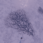 CMDR Fly34, Bacterium Omentum, Stuemie CQ-Y e104, 6 a