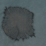 CMDR Fly34, Bacterium Scopulum