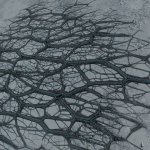 CMDR Coddiwompler, Bacterium Verrata